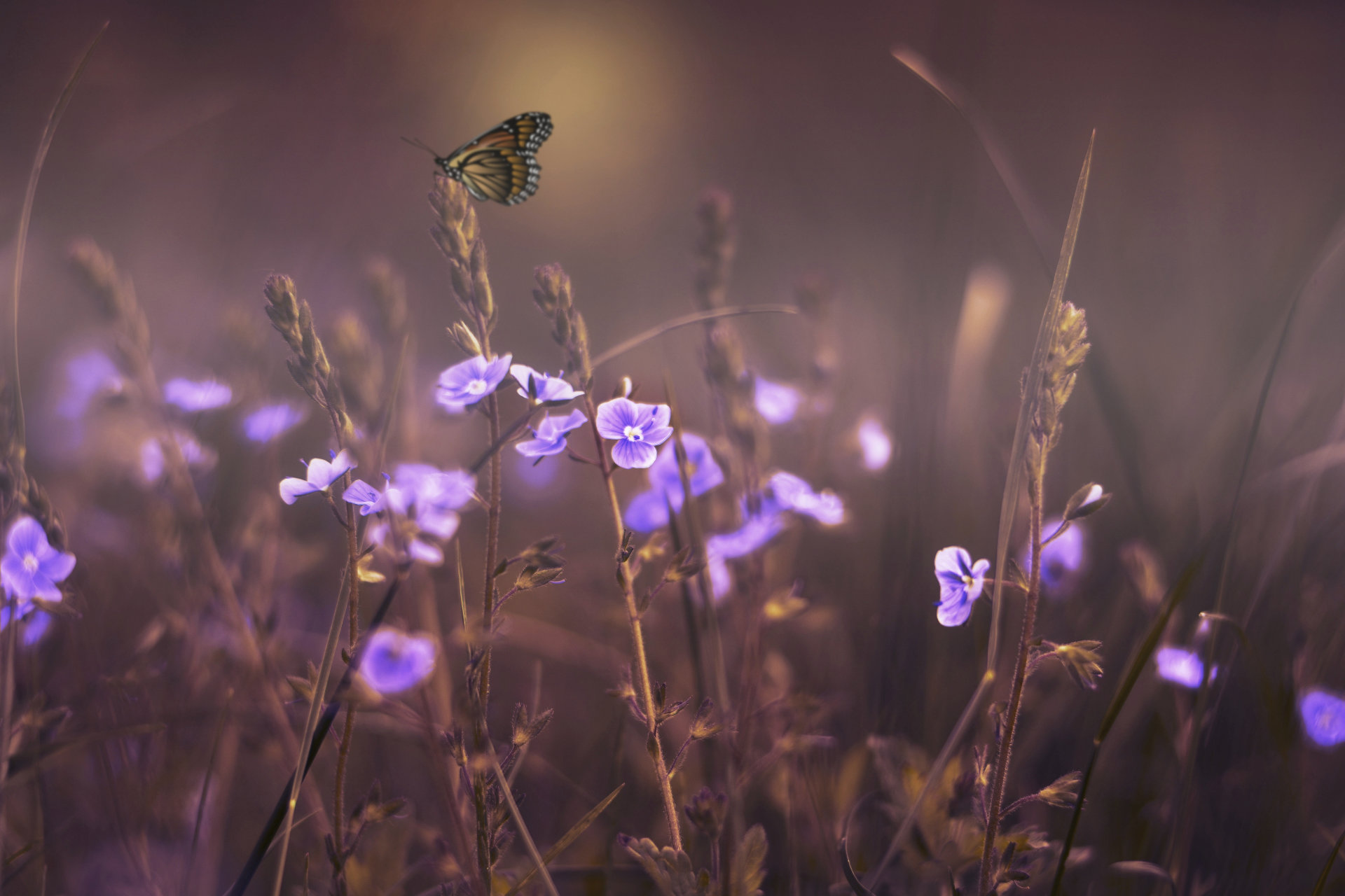 Nature Purple Flowers